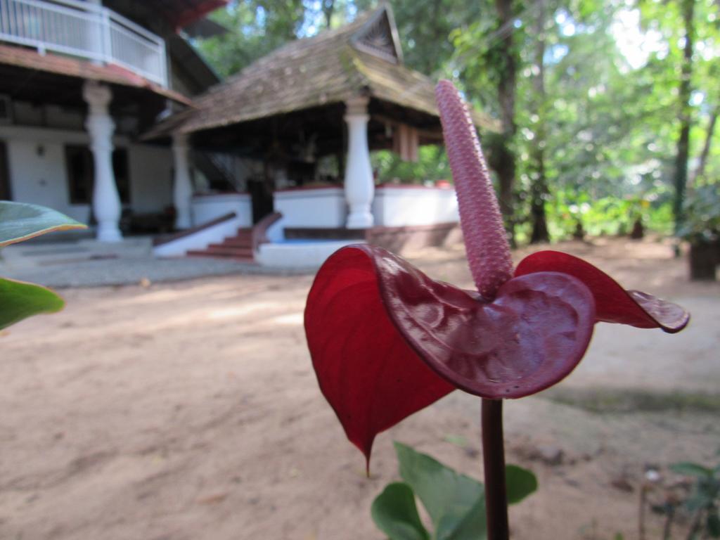 Villa Marari Dreamz à Alappuzha Extérieur photo